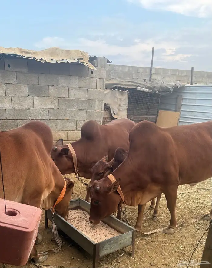 ابقار للبيع 6