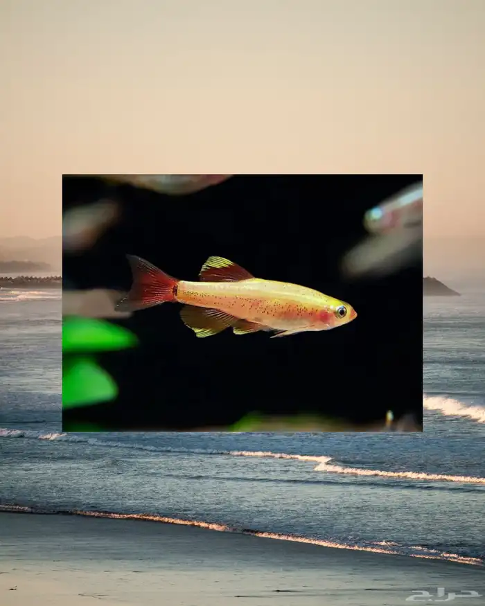 اسماك نهرية منوعة 1