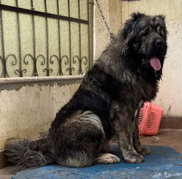 قوقازي   كوكي ن 0