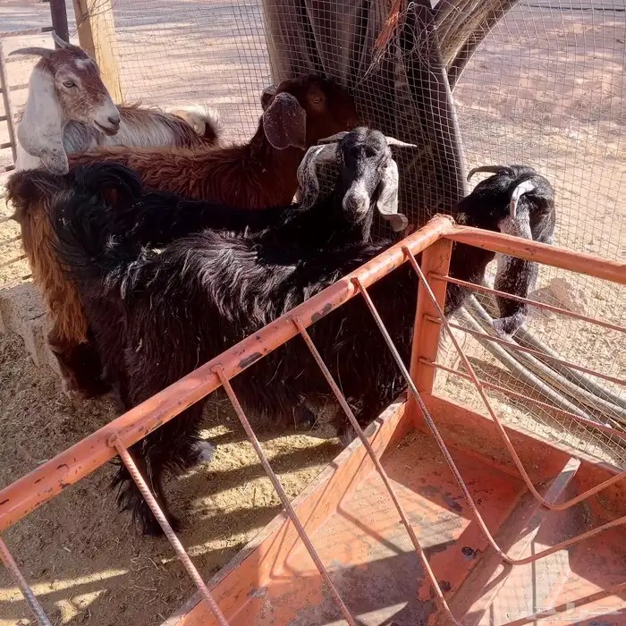 معزا. طيبه جفار 1