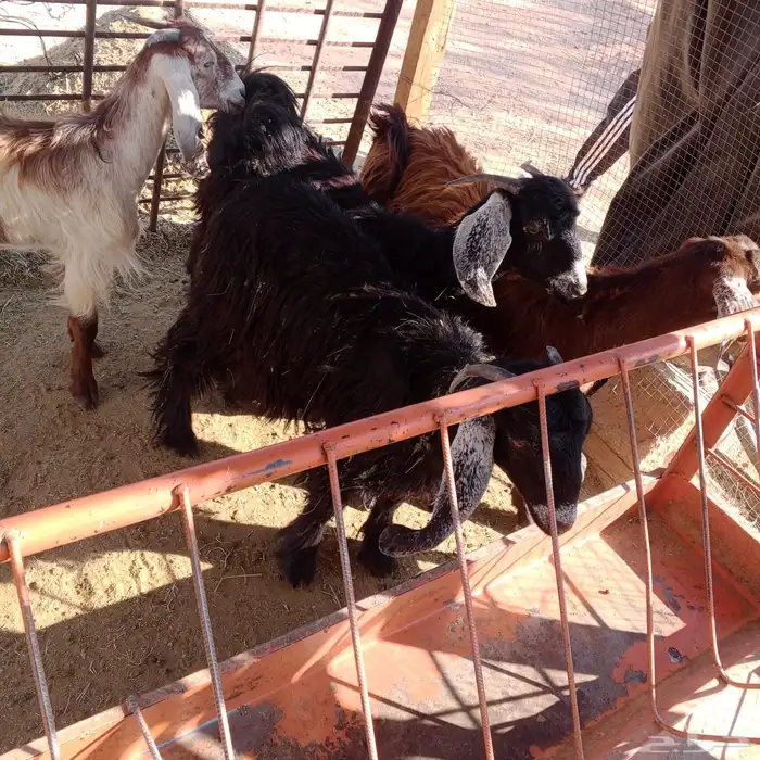 معزا. طيبه جفار 0