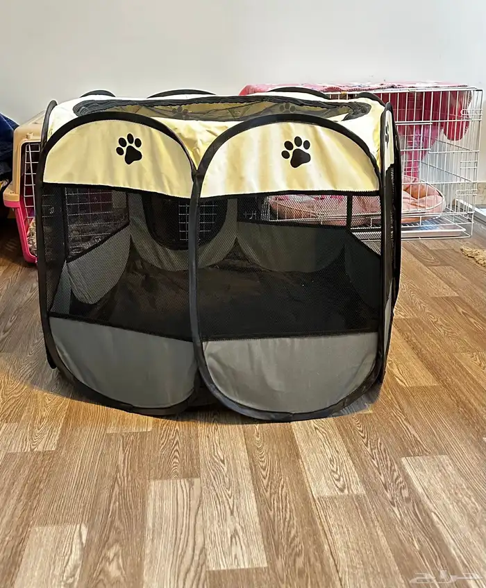 ماعز قزمي للبيع مع جميع الاغراض الشخصيه 7