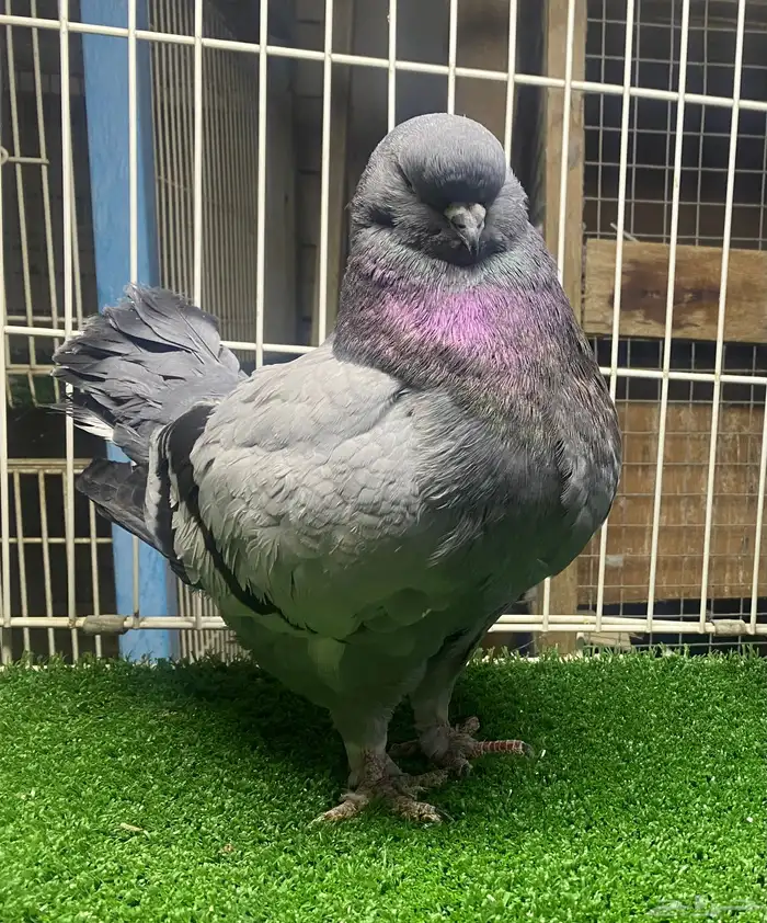 ذكر كنق مودينا 1