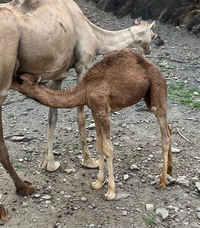 قعود للبيع 1