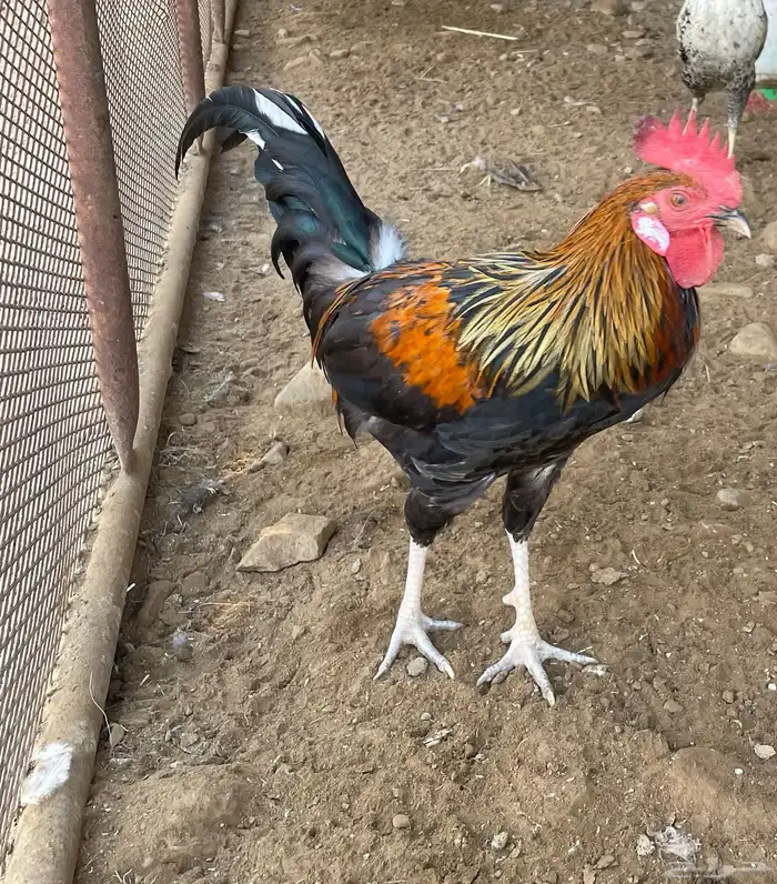 ديك بلدي العدد اثنين 0