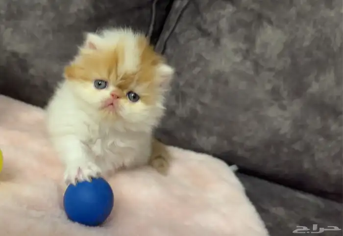 كيتن بيكي فيس بيرشن للبيع 1