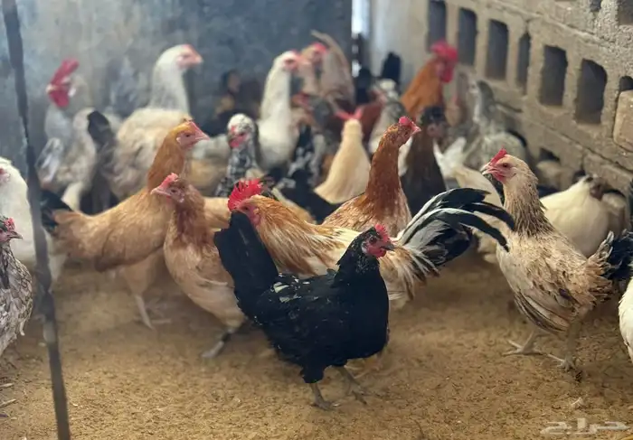 دجاج وديوك 0