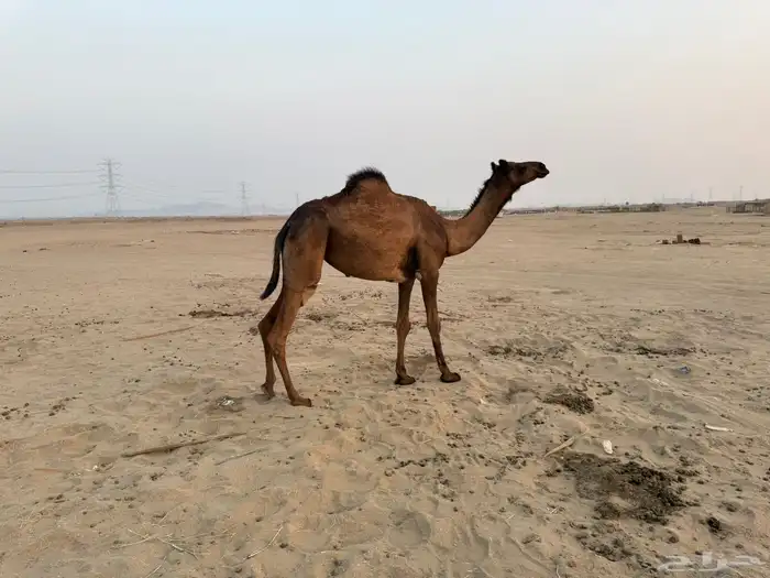 البيع بكره كنانيه كفو 1