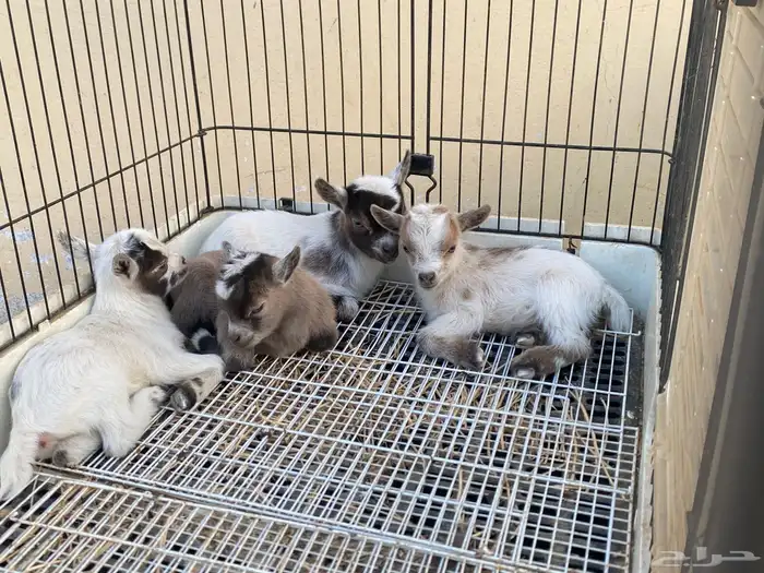 صغار ماعز قزم (اناثي) مستويات مميزه 5