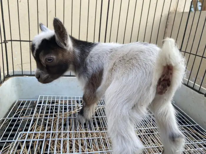 صغار ماعز قزم (اناثي) مستويات مميزه 4