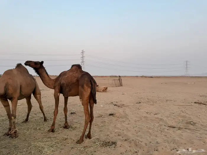 البيع بكره كنانيه كفو 5