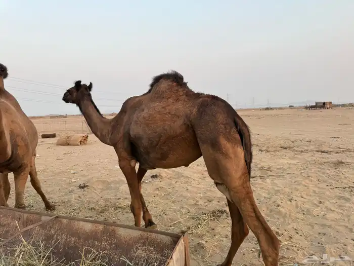 البيع بكره كنانيه كفو 4