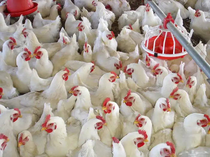 قروب بيض بلدي دجاج للحم دجاج بلدي في مكة المكرمة 1