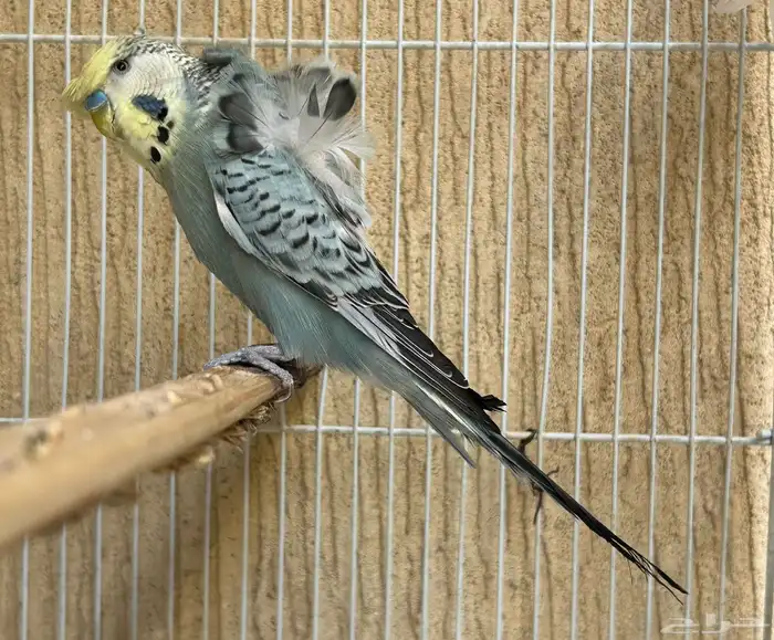 للبيع جوز هوقو مكس انقليزي فاخر 0