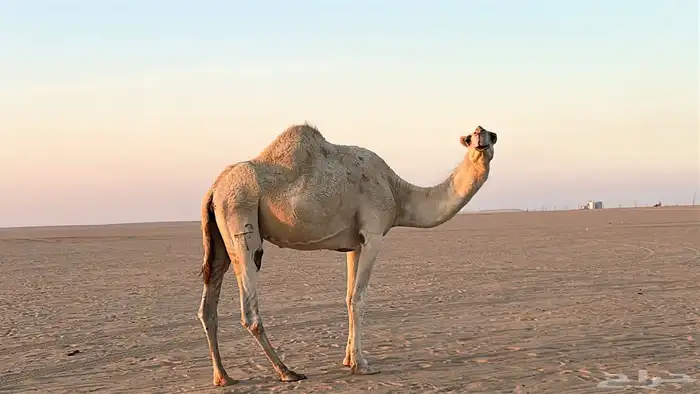 ناقة شقحاء 0