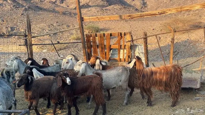 اجفار مصريات صنف طيبه 0