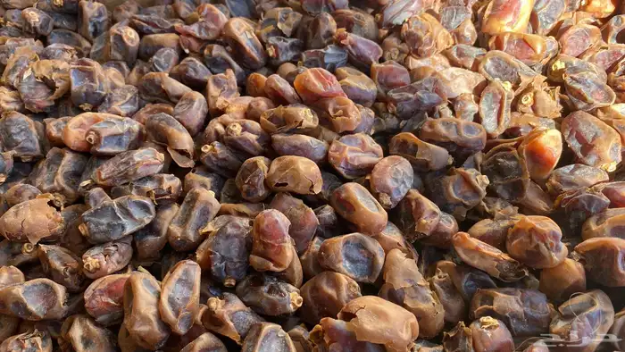 تمر علف صرام من النخل مباشره لحم صافي بدون خشف 4