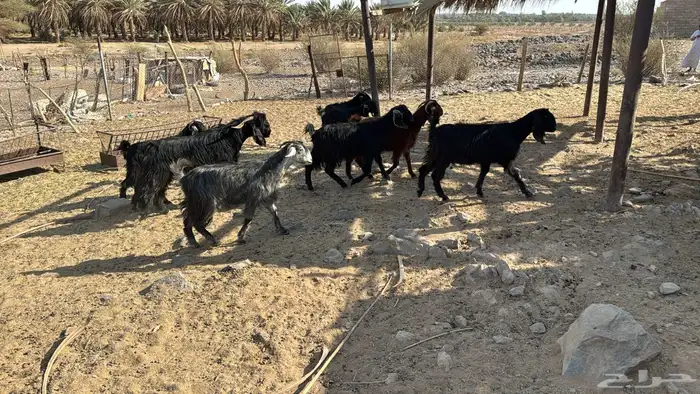 معزاء جفار ثنيات بفحلها ثني 0