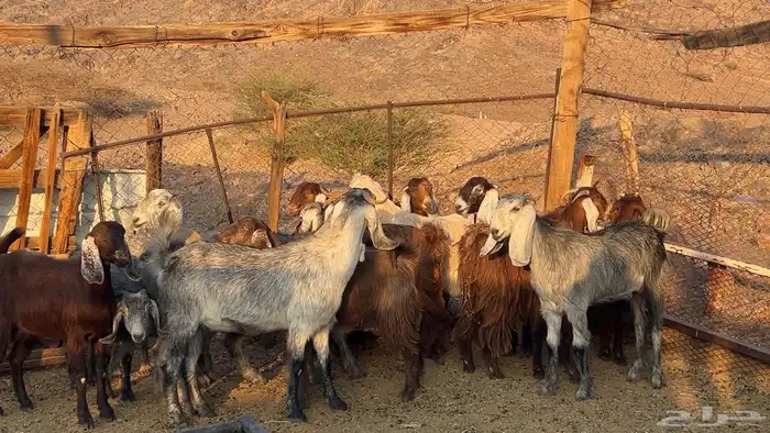 اجفار مصريات صنف طيبه 3