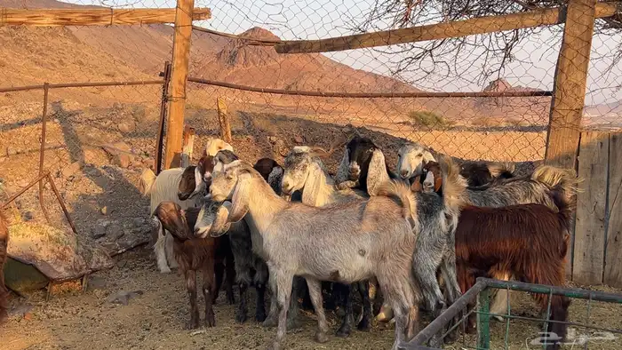 اجفار مصريات صنف طيبه 2