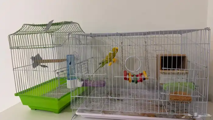 زوج بادجي منتج للبيع 5