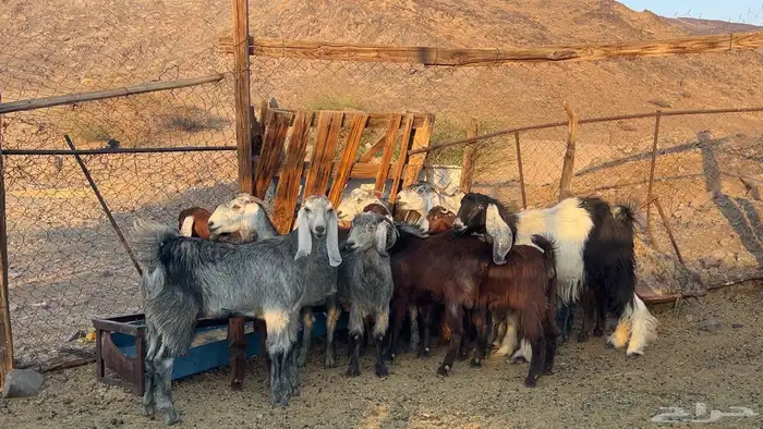 اجفار مصريات صنف طيبه 1