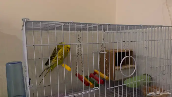 زوج بادجي منتج للبيع 3