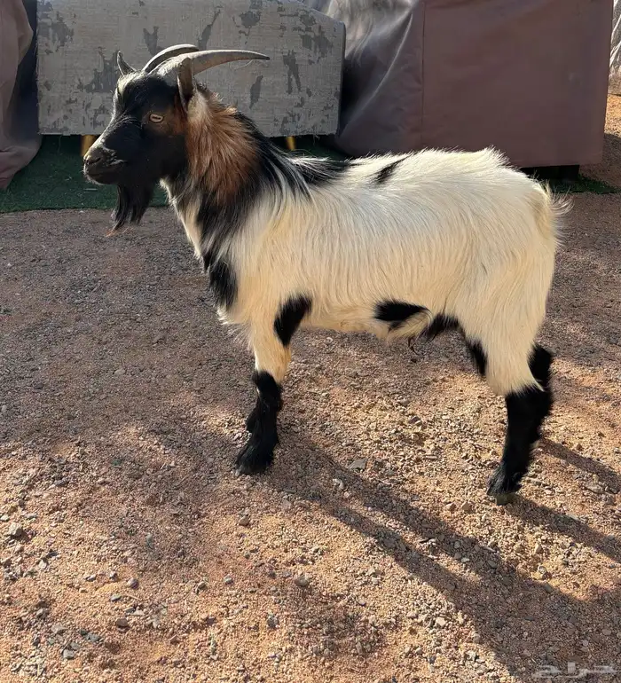 تيس قزم للبيع 0