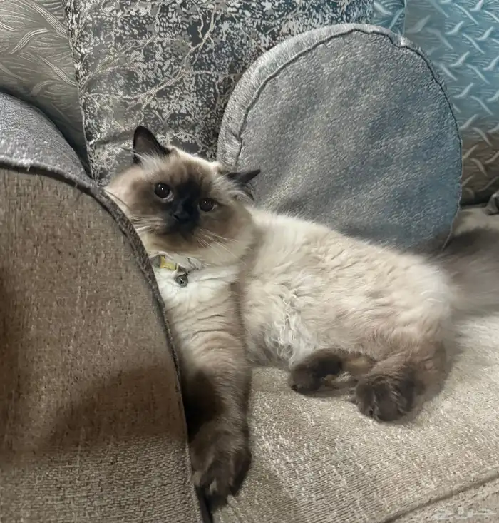 قط ضائع حي الظهره حقل  يوجد مكافأة مالية لمن يجده 0