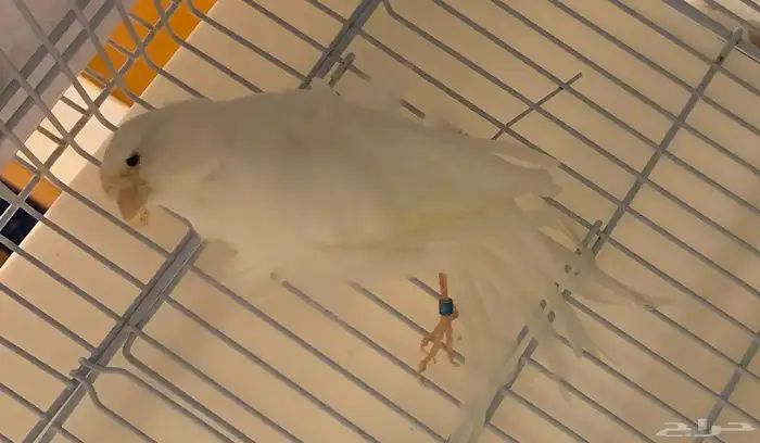 كناري بارزيان مفتل ابيض 1