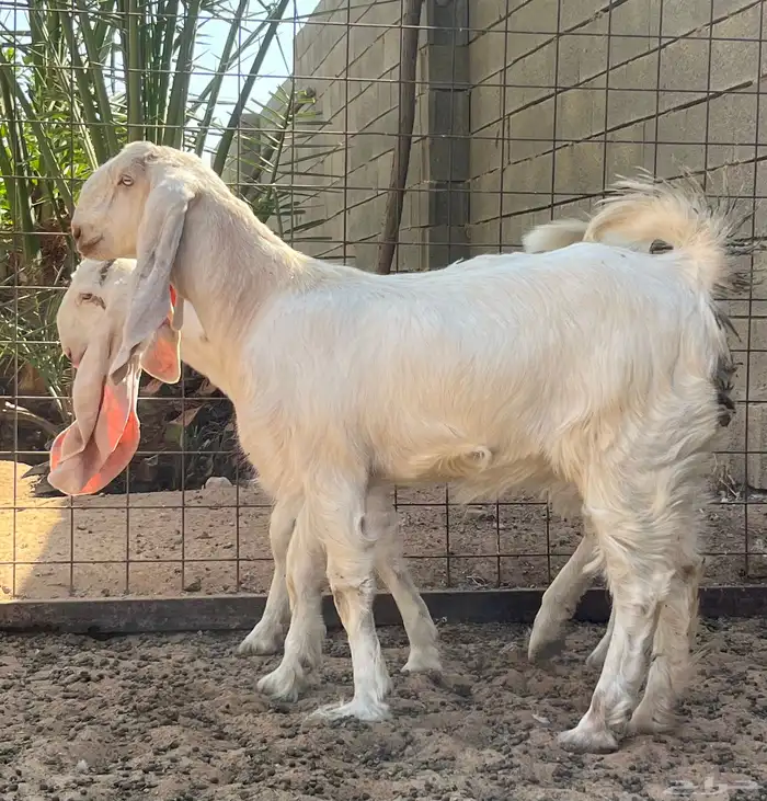 للبيع جفار مشاريك 0