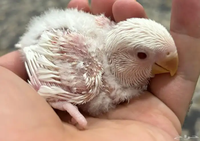 فروخ روز البينو 0