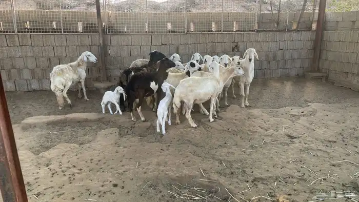 حريات من الجذع الى السديس 8