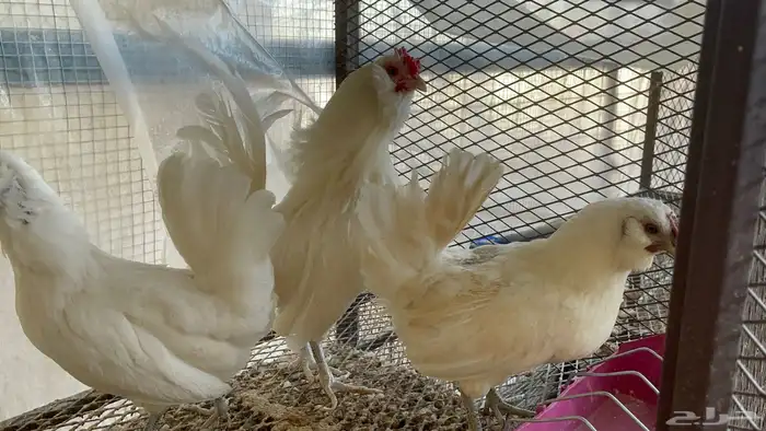 أطقم دجاج البوم 8