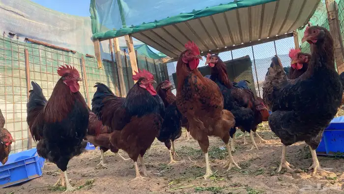 صوص صيصان كتاكيت دجاج فرنسي احمر الكمية محدودة 5