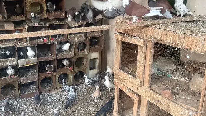 حمام بلدي وخارجي 4