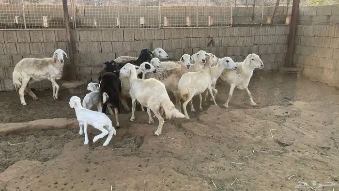 حريات من الجذع الى السديس 9