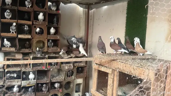 حمام بلدي وخارجي 0