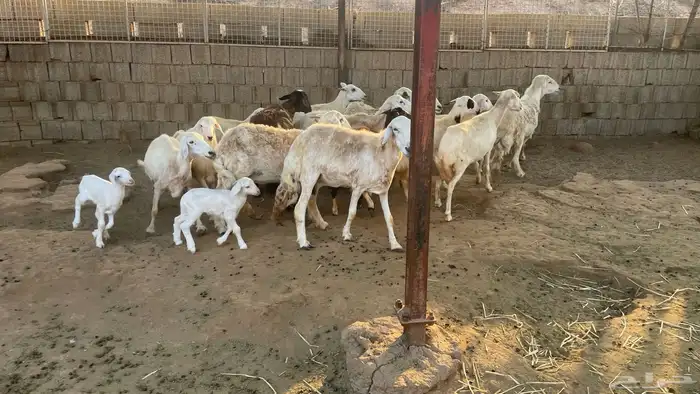 حريات من الجذع الى السديس 4