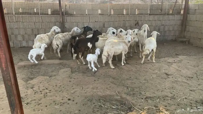 حريات من الجذع الى السديس 7