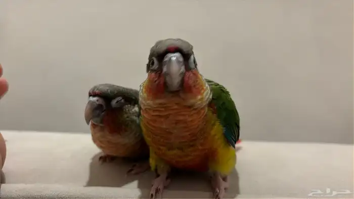 فرخين كنيور بداية فطام 4