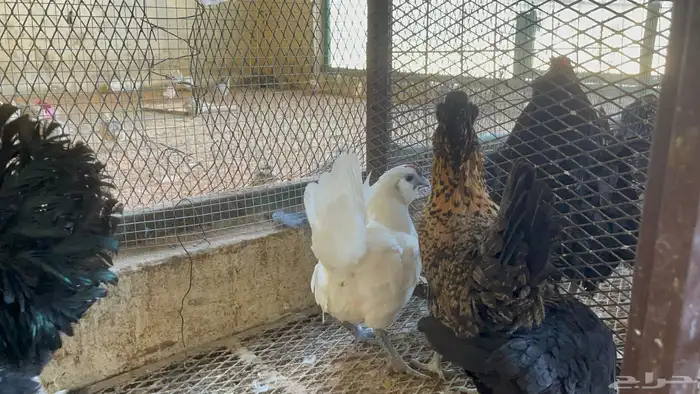 أطقم دجاج البوم 10