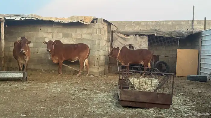 ابقار للبيع 8