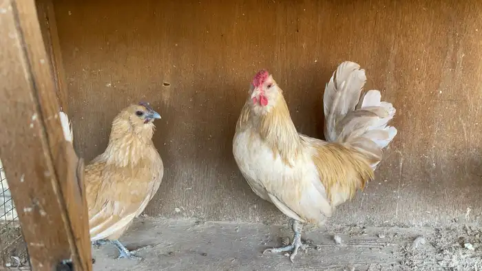 أطقم دجاج البوم 0