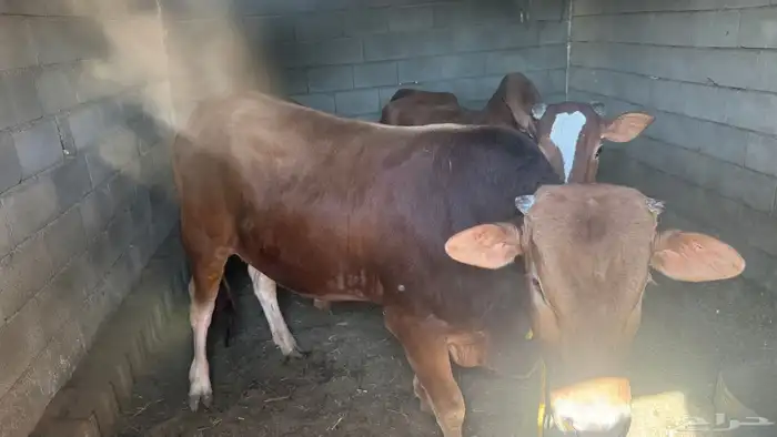 ابقار للبيع 1