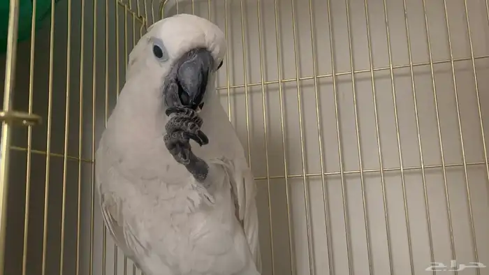 ببغاء كيكاتو امبريلا 2