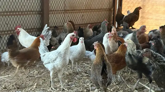 دجاج بلدي وفيومي 2