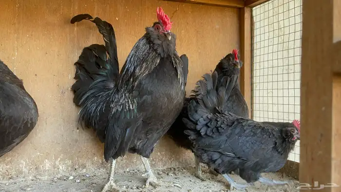 أطقم دجاج البوم 2