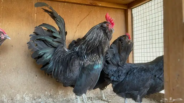 أطقم دجاج البوم 4