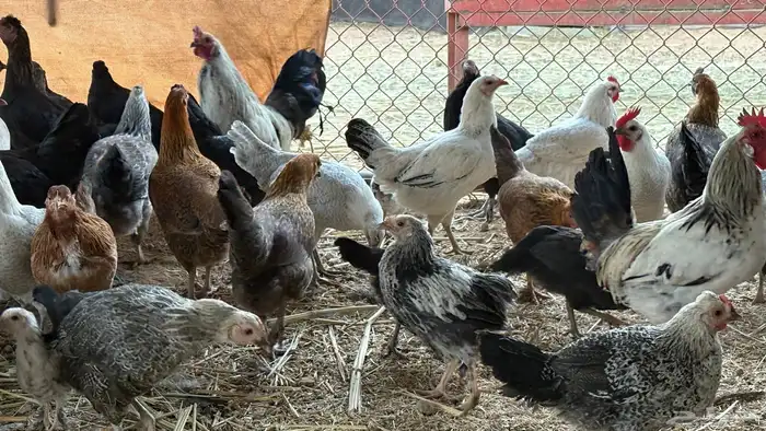 دجاج بلدي وفيومي 0